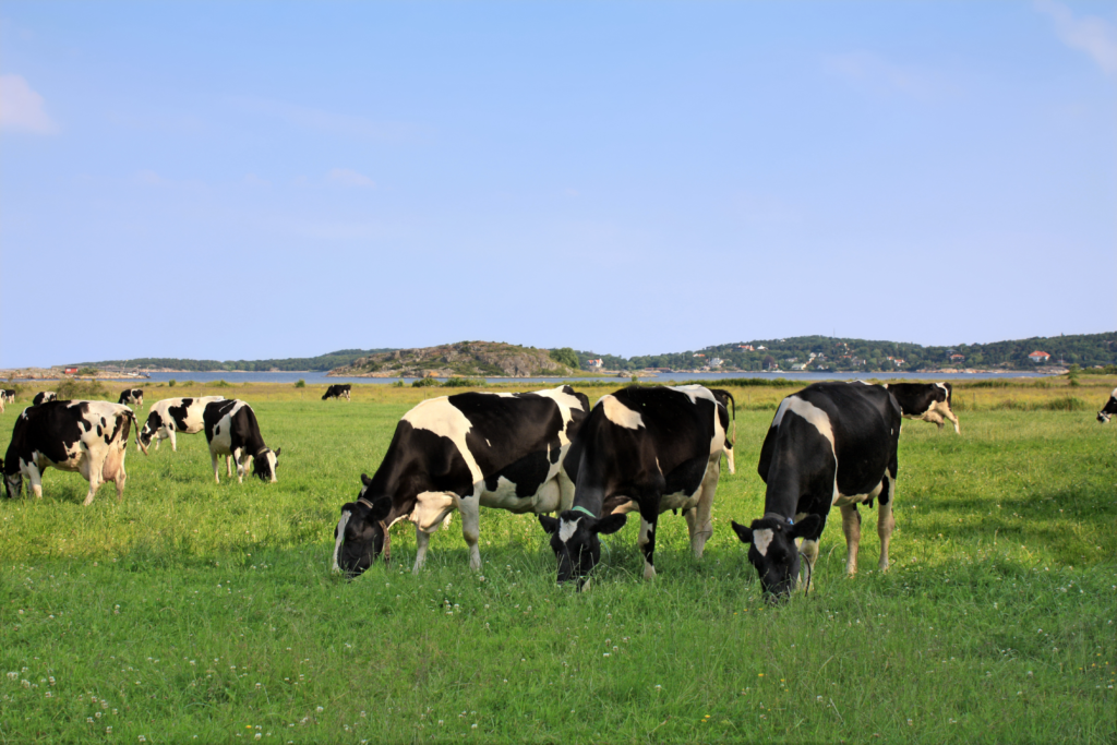 Công ty Cổ phần Sữa Ba Vì